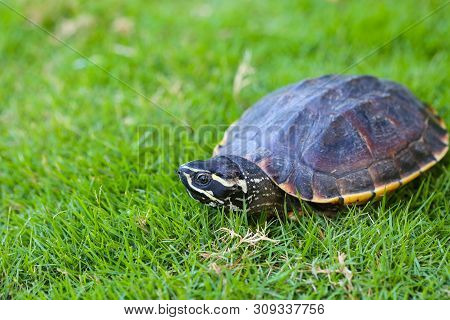 Turtle Is Walking On The Grass In Nature. Turtle With Armature For Protect By Self. Animal Walk Slow