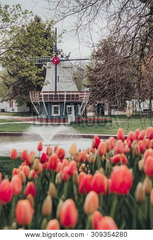 Close Up Of Blurred Assorted Colored Tulips With A Dutch Windmill, Pond And Water Fountain In The Ba