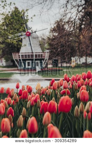 Close Up Of Assorted Colored Tulips With A Blurred Dutch Windmill, Pond And Water Fountain In The Ba
