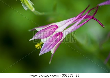 Bright Pink Flower Aquilegia With A Long Straight Spur On A Background Of Green Leaves. Side View. M
