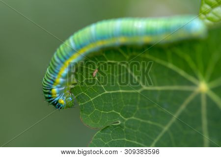 Macro Photography Of A Clouded Yellow Butterfly Caterpillar Crowling On A Big Leaf. Captured At The 
