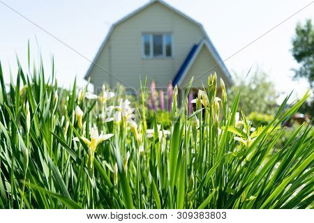Photo Of Summer Grass In The Background Of The House