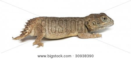 Shield-tailed Agama - Xenogama taylori