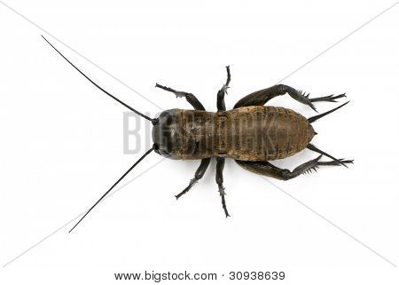 Cricket campo Mediterraneo - Gryllus bimaculatus