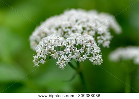 Macro Photo Of White Flowers Against A Background Of Foliage