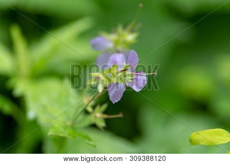 Photo Of A Lilac Flower Against A Grass Background