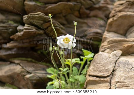 White Flower Against A Backdrop Of Rocky Stones