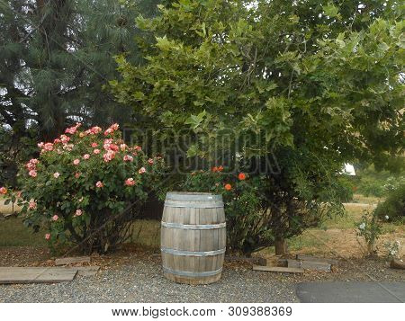 Rosebush, Trees And Wine Barrel At Winery In Drytown