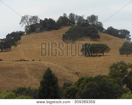 Dry Grassy Hill In Drytown With Herd And Trees