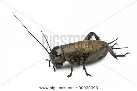 Cricket campo Mediterraneo - Gryllus bimaculatus