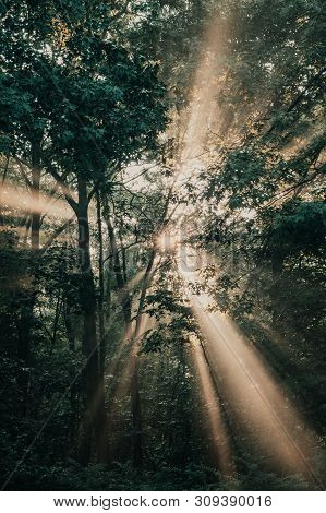 Bursting Light Rays, Light Beams Through The Trees In A Forest Or Park At Sunrise Near Saylorville L