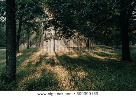 Bursting Light Rays, Light Beams Through The Trees In A Forest Or Park At Sunrise Near Saylorville L