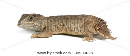 Shield-tailed Agama - Xenogama taylori
