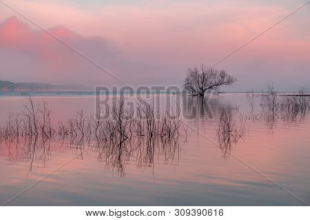 Reflection Of A Tree, Pink Clouds And Other Twigs On A Flooded Lake. Saylorville Lake, Near Polk Cit