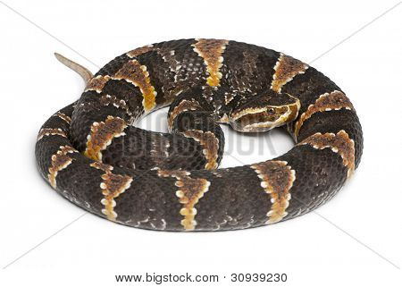 common cantil or Mexican moccasin - Agkistrodon bilineatus taylori, poisonous, white background