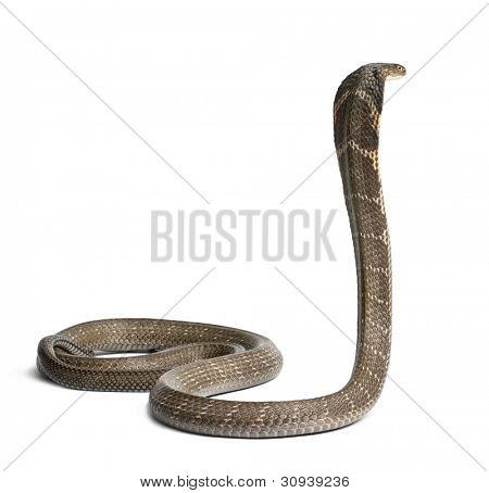 King cobra - Ophiophagus hannah, giftiga, vit bakgrund