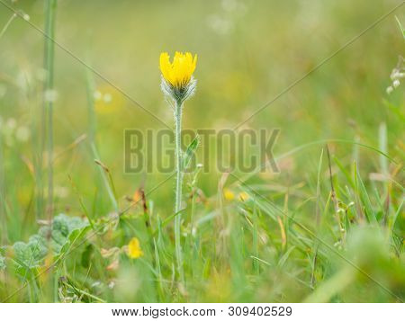 Closeup Of A Shaggy Hawkweed (hieracium Villosum, Asteraceae) In The Austrian Alps