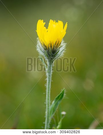 Closeup Of A Shaggy Hawkweed (hieracium Villosum, Asteraceae) In The Austrian Alps