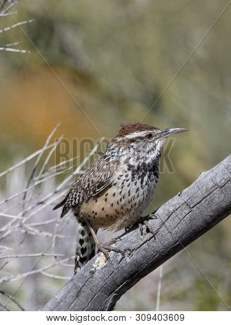 A Colorful Cactus Wren (campylorhynchus Brunneicapillus) Sits On A Dead Branch In The Arizona Desert