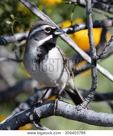 A Striking Black-throated Sparrow (amphispiza Bilineata) Or Desert Sparrow Sits On A Branch In Arizo