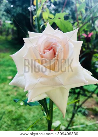 One Of The Beautiful White Roses I Took This Morning
