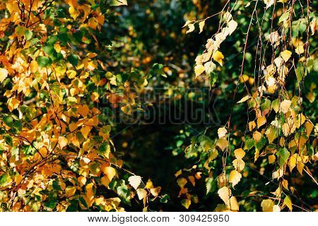 Autumn Leaves Of Birch Tree Close-up. Fall Natural Background Of Yellow Orange Green Foliage. Scenic