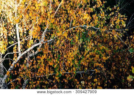 Autumn Leaves Of Birch Tree Close-up. Fall Natural Background Of Yellow Orange Green Foliage. Scenic