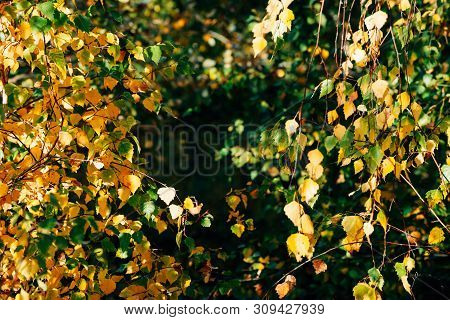 Autumn Leaves Of Birch Tree Close-up. Fall Natural Background Of Yellow Orange Green Foliage. Scenic