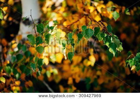 Autumn Leaves Of Birch Tree Close-up. Fall Natural Background Of Yellow Orange Green Foliage. Scenic