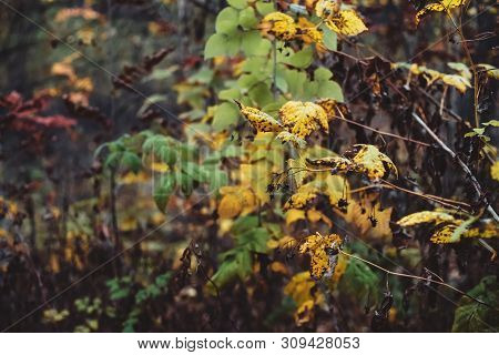 Orange Yellow Autumn Leaves On Bokeh Background. Scenic Fall Rich Flora In Dark Forest. Colorful Fol