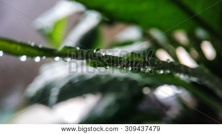 Green Young Sprout Of Plant Spathiphyllum In Water Drops Close-up. For Cover, Background.