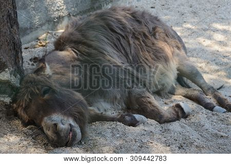 Tired Donkey With Closed Eyes Lying Down On Sand And Sleeping, Rest After Hard Physical Work Concept