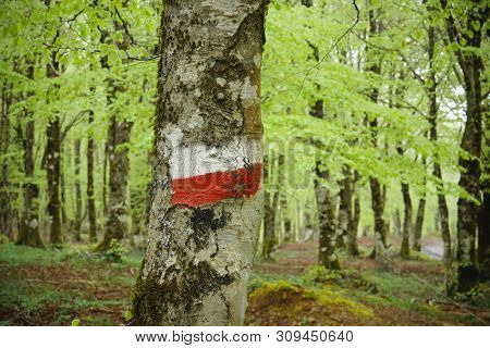red-white trail marker in a beechwood of Nebrodi Park, Sicily 