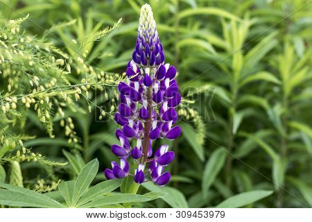 Blue Lupine (lupinus, Lupin). Single Purple Flower Blooming In The Meadow On A Green Grass Backgroun