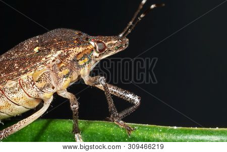 Macro Photography Of Shield Bug On The Edge Of The Leaf