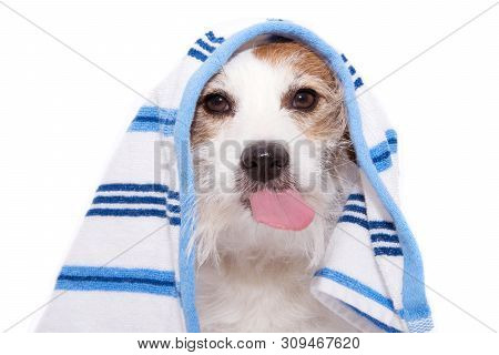 Dog Wrapped With A Blue Towel Ready For Bathing, Sticking Out Tongue. Isolated On White Background