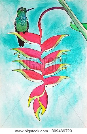 Small Bird Colibri On Crab Claw Plant. Watercolor Drawing. Heliconia Rostrata Tropical Flower