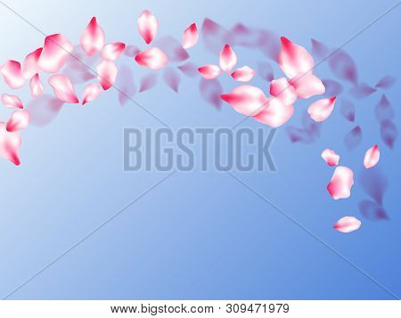 Japanese Cherry Blossom Pink Flying Petals On Blue Sky Background. Isolated Flower Parts Wedding Dec