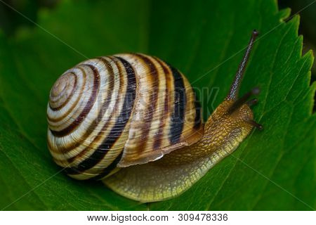 Macro Photo Of A Garden Snail In Summer Season