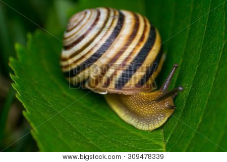 Macro Photo Of A Garden Snail In Summer Season
