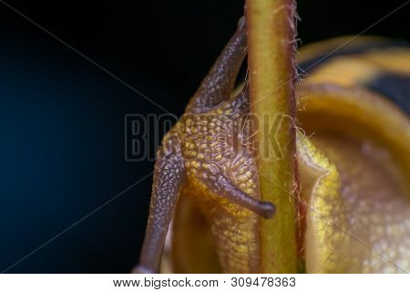 Macro Photo Of A Garden Snail In Summer Season