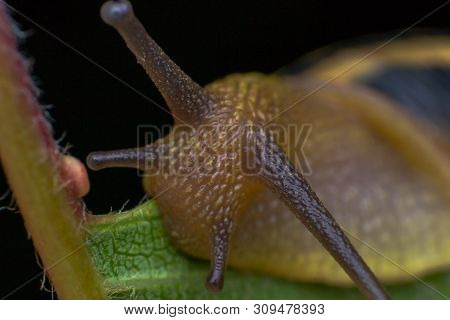 Macro Photo Of A Garden Snail In Summer Season