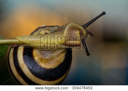 Macro Photo Of A Garden Snail In Summer Season