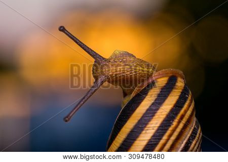 Macro Photo Of A Garden Snail In Summer Season