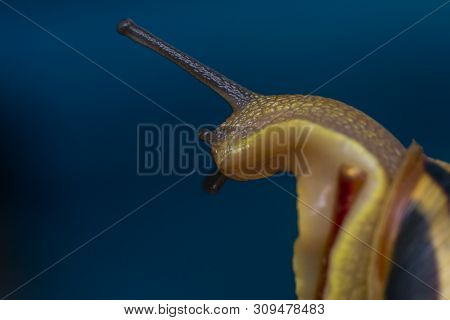 Macro Photo Of A Garden Snail In Summer Season