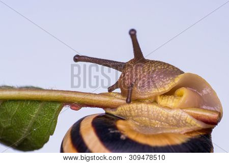 Macro Photo Of A Garden Snail In Summer Season