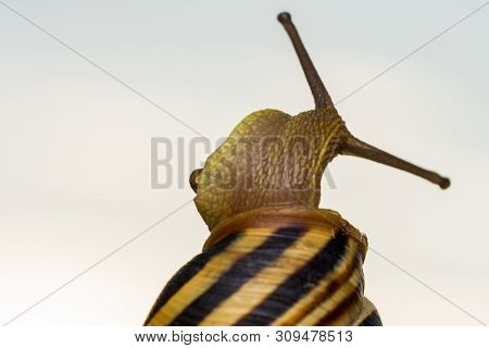Macro Photo Of A Garden Snail In Summer Season