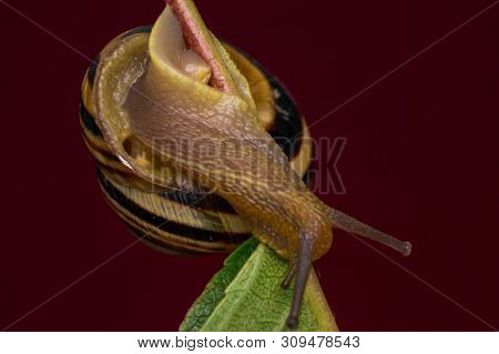 Macro Photo Of A Garden Snail In Summer Season
