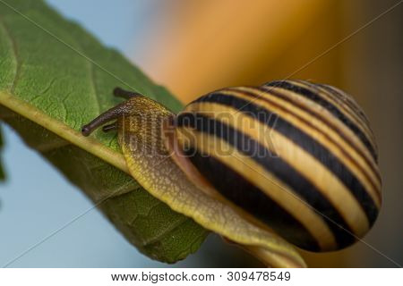 Macro Photo Of A Garden Snail In Summer Season