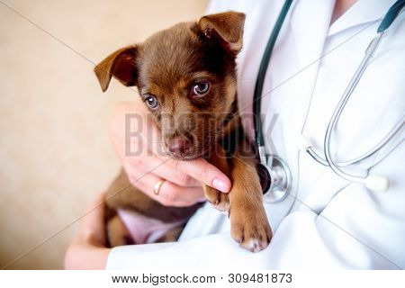 The Vet Examines A Puppy In The Hospital. The Little Dog Got Sick. Puppy In The Hands Of A Veteran D